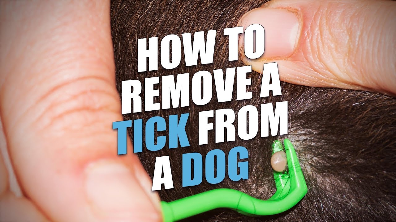 best way to get a tick off of a dog