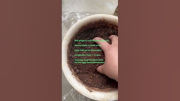Thumbnail of Cosmos flower seed germination #viralvideo #plants #cosmos #flowers #plantsofindia #shortsviral
