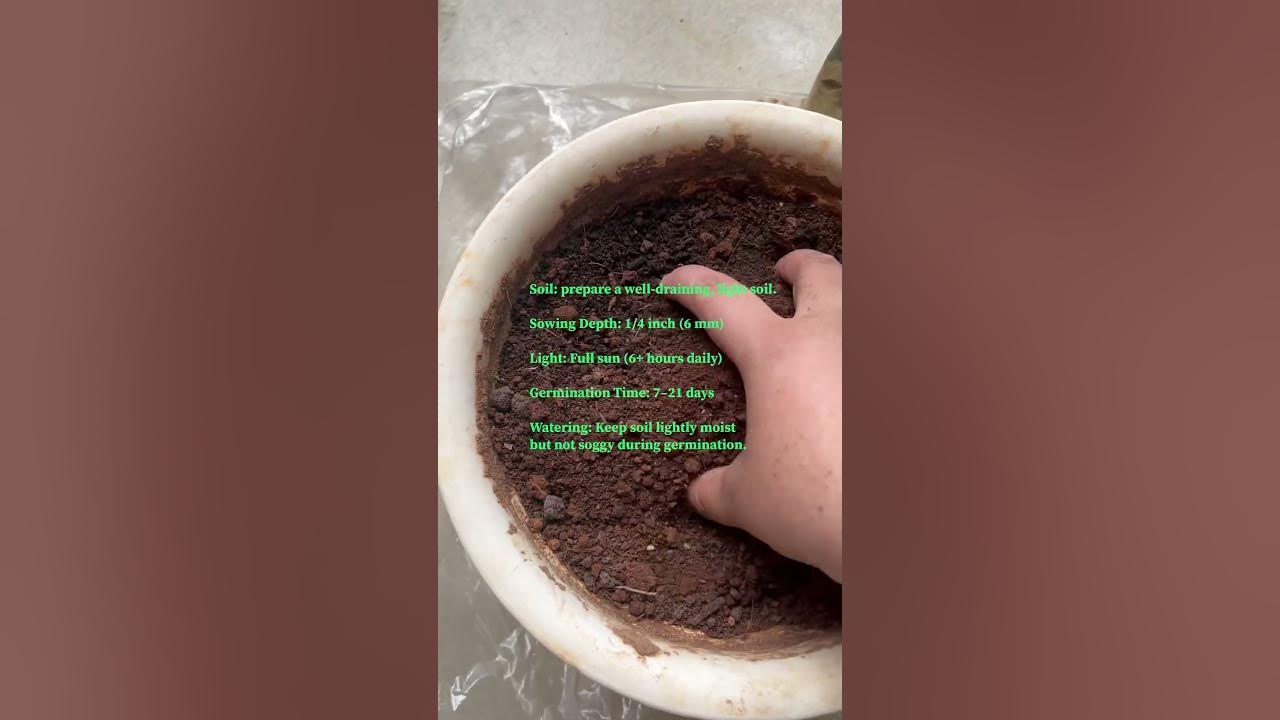 Cosmos flower seed germination #viralvideo #plants #cosmos #flowers #plantsofindia #shortsviral