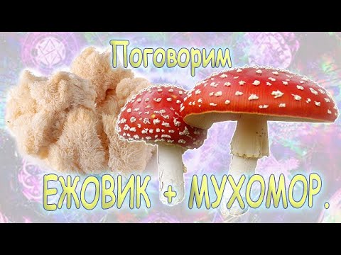 34. Микродозинг  мухомора и ежовика гребенчатого или грибной биохакинг организма.