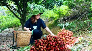 Harvest lychees at the beginning of the season and sell them - The life of a single mother