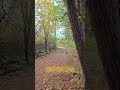 Autumn Critter Cam