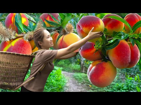 BREAKING How Harvesting Sapa Peaches - A rare specialty of the mountain in Vietnam to sell