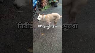 Look at the innocent face 😇#love #street #animal #love #dog #doglover #streetlover