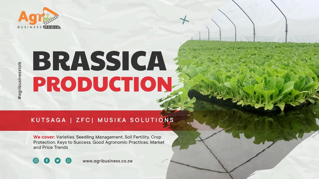 Mastering Brassica Farming: A Comprehensive Guide