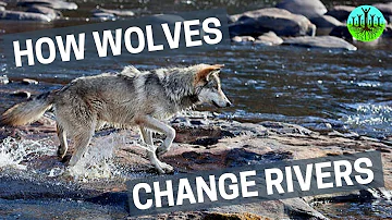Perché si chiama Yellowstone?