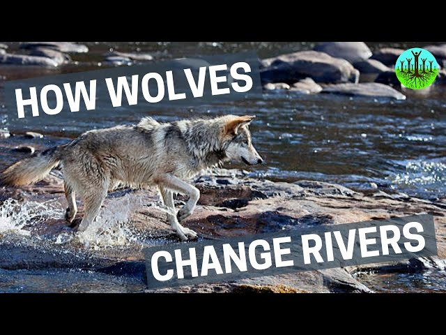 How Wolves Change Rivers class=