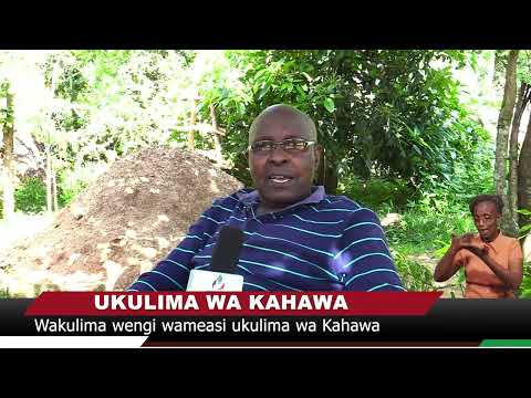 Video: Jinsi kafeini inavyofanya kazi na nini mbadala bora za kahawa ni