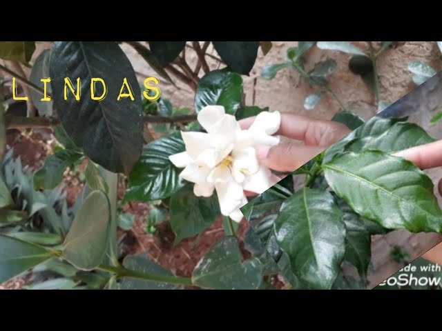 Vamos ver a diferença entre o jasmim gardenia e o jasmim café. - thptnganamst.edu.vn