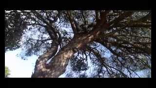 Pinetrees of the Algarve, Portugal