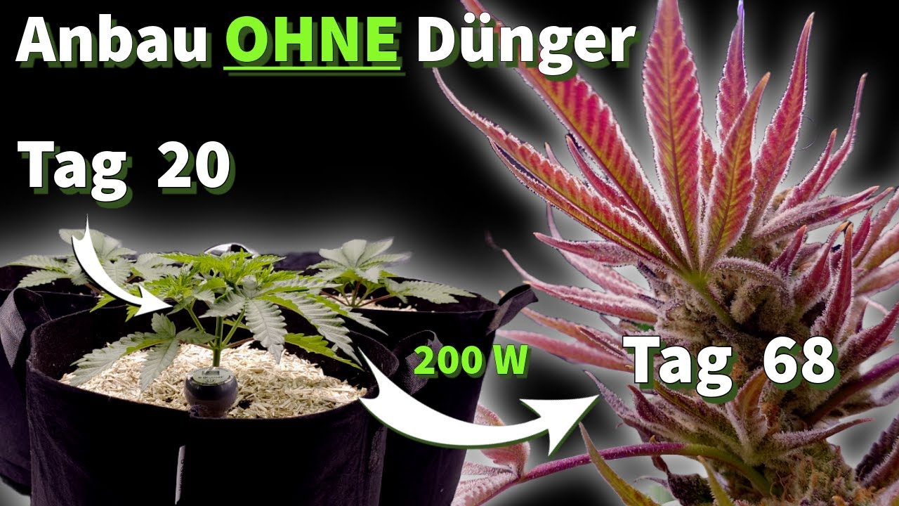 ALLES was ich in der BLÜTEPHASE gemacht habe - Lollipopping, Entlaubung & Lila Blüten in Living Soil