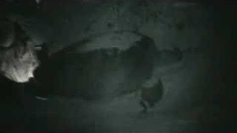 Mother Turtle on Selingan Island, Malaysia