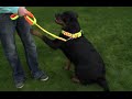 PERROS - Cómo pasear a un perro grande. Cómo hacer para que no tire de la correa.