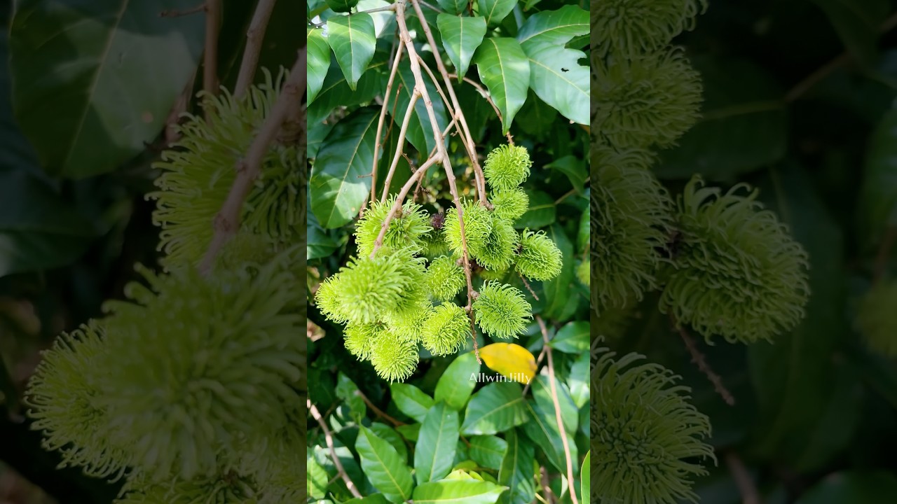 பச்சை ரம்புட்டான் காய்கள்🍓N18 varukai unripe Rambutan Golden Custard Apple #wildlife #nature #kids