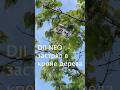 DJI Neo снова застрял