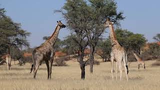 Girafes - Intu Afrika Kalahari Reserve - Namibie