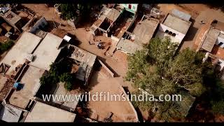 Ramsinghpura Village in Ranthambore, Rajasthan surrounded by arid farmland, in aerial view by WildFilmsIndia 128 views 22 hours ago 2 minutes, 27 seconds