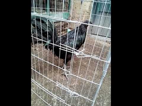 Gallo caballo de guerra - YouTube