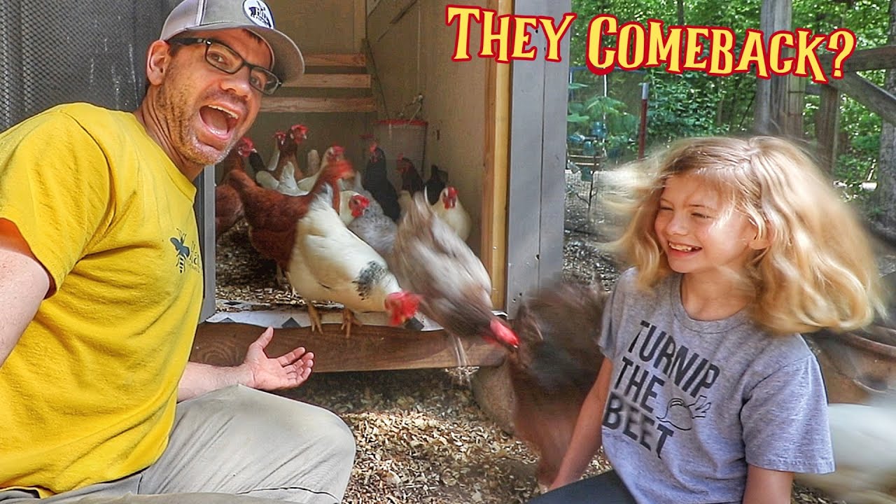 5 Quick Tips for New Chicken Mom's and Dad's – Chosen Weeds Farm