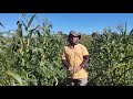 Os agricultores arrancando feijo no stio logradouro esperana paraba