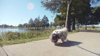 Havanese Sara - Russel Creek Park, Plano, TX