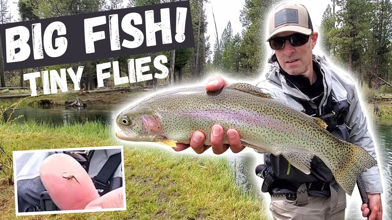 Hunting down BIG RAINBOW TROUT with TINY FLIES! Difficult Spring Creek