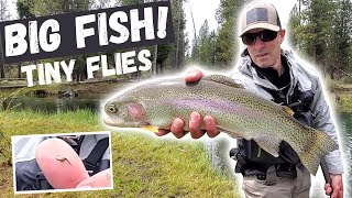 Hunting down BIG RAINBOW TROUT with TINY FLIES!  Difficult Spring Creek FLY FISHING at it's best!