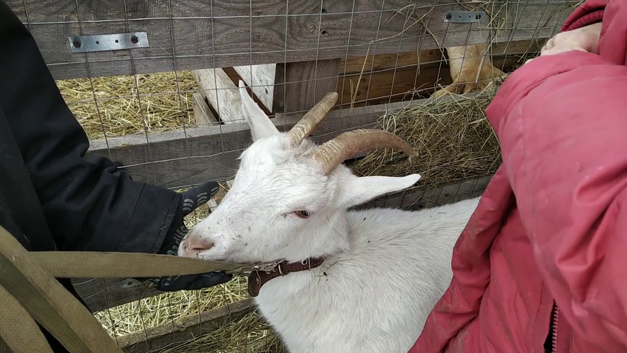 Коза в машине