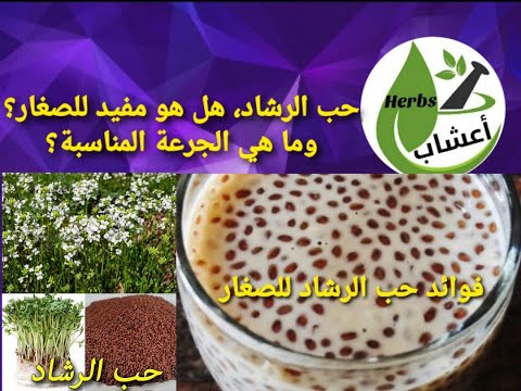 منقوع حب الرشاد الجرعة المناسبة للصغار وطريقة التحضير ومحاذير الإستعمال حب الرشاد