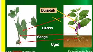 Mga Bahagi ng Halaman|Parts of Plants