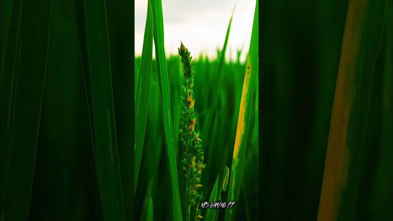 The Earth is Healing (Cinematic Nature Video Edit)