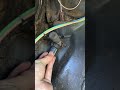 Completely rewiring my 1969 Oldsmobile Cutlass! #electrical #hotrod #restoration #diy #build