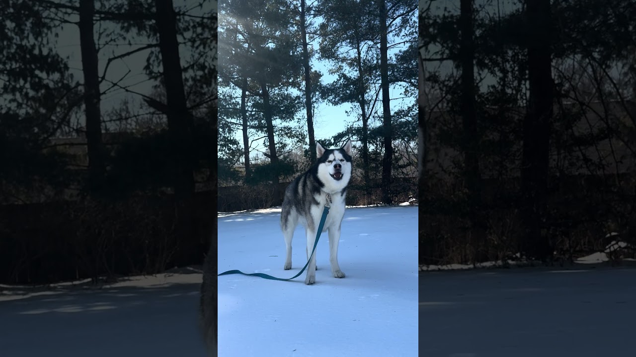 Loki refusing to go in even though it&rsquo;s too icy!! #huskyhowl #husky #dogshorts #dog #siberianhusky