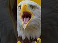 Yellow eagle #eagle #shorts #viralvideo #animals