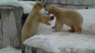 Polar Bear 20100219 追いかけっこ＆階段を滑り落ちるキロル