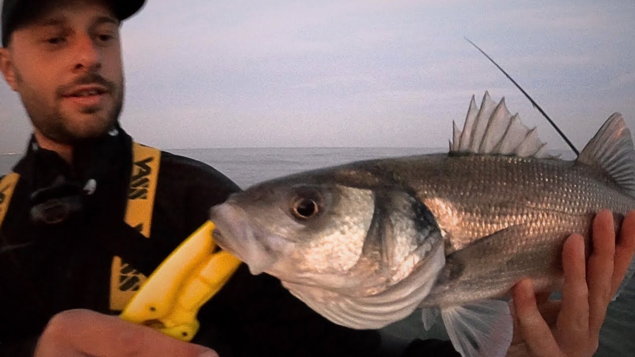Lure Fishing for Bass at LOW TIDE in Worthing Bass Manager The Best