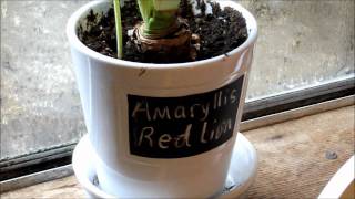 Seedling Update, New Grow Light Set Up