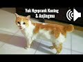 Suara Kucing - Untuk Ngeprank Kucing / Anjingmu - KOMPILASI HD