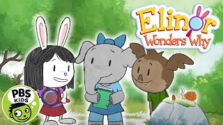 Elinor Wonder's Why | How Do Snail Shells Get Bigger? | PBS KIDS