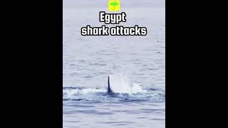 Egypt shark attack: How rare are fatal maulings at Red Sea resorts?