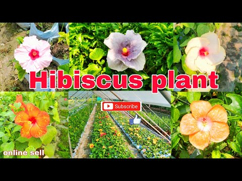 Hibiscus flower Nursery . Variety Colours.| Live Plant Shop | #hibiscus #plants #flowers ..