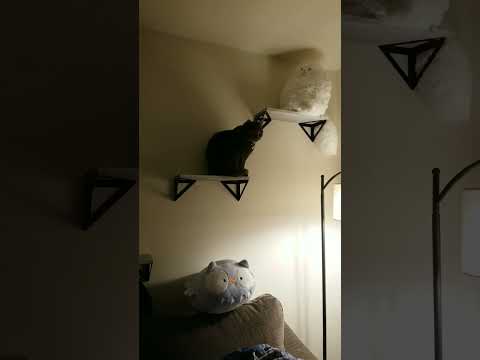 One of these does not belong...real cat among the fakes