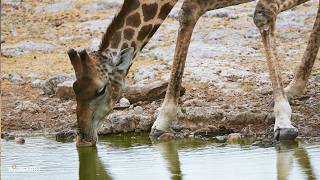 LIVE at the waterhole - 10 July 2026