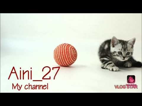 #Musim dingin slimutan adem guys🐈🤣#