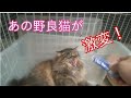あの狂暴な野良猫レオちゃんが230日後 こんなに激変!