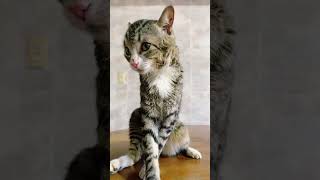 El Gato Chispito 🐾🐈 @marthacharo 3