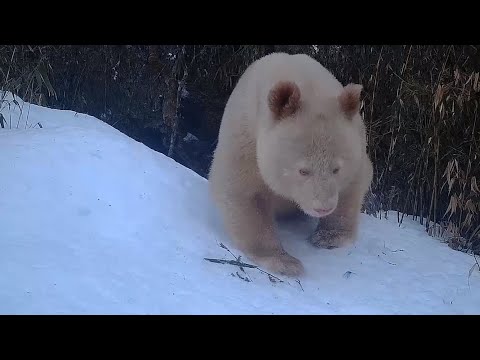 世界唯一の白いパンダを複数回撮影 中国四川省 - YouTube