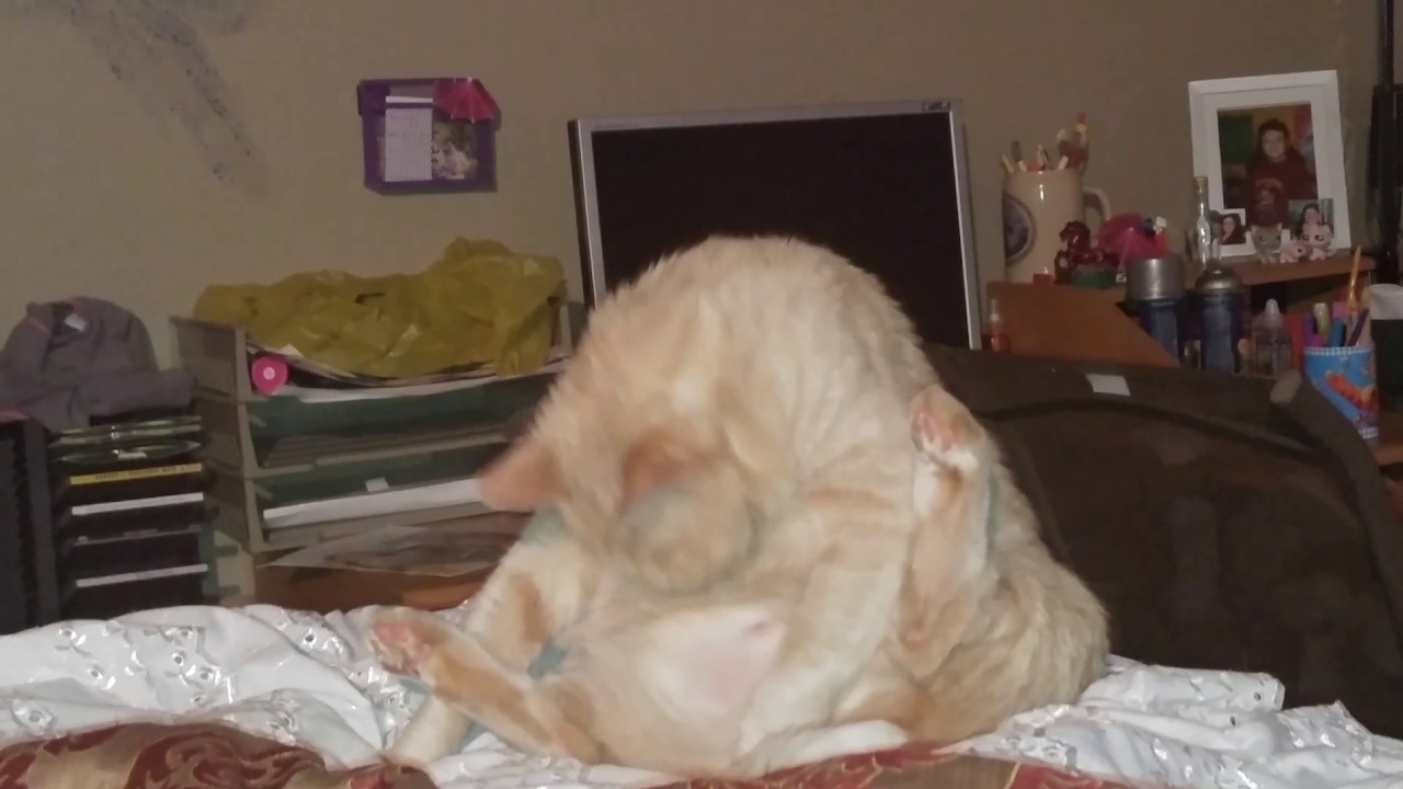 Cat Masturbating 76