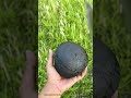 焦げたココナッツを割って、新鮮な中身を見せる