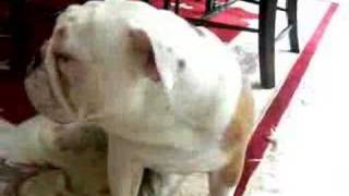 Bambams - Bulldog - Car Flags